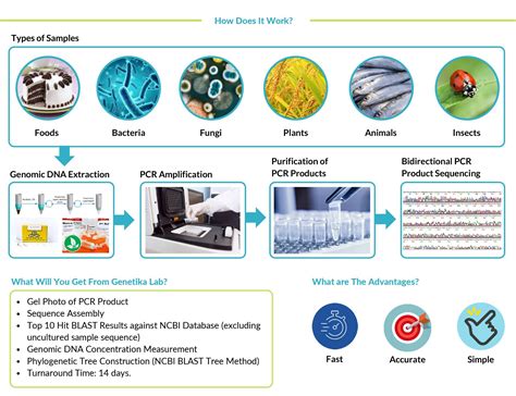 Molecular‐based identification and detection of .